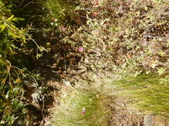 Sidalcea glaucescens