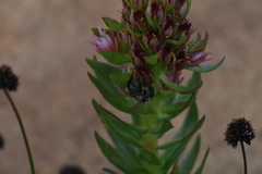 Anthophila