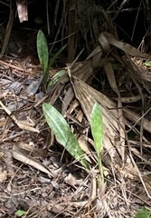Eulophia maculata