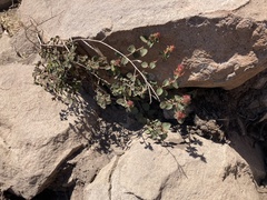 Acalypha californica