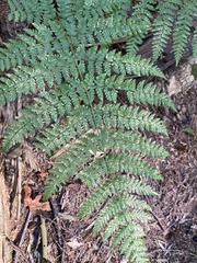 Dryopteris expansa