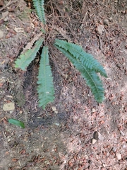 Struthiopteris spicant