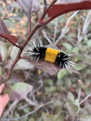 Lophocampa maculata