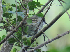 Mecocerculus leucophrys