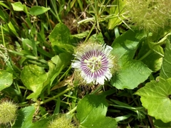 Passiflora foetida