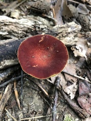Phylloporus