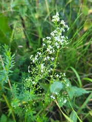 Galium album