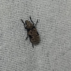Euparius