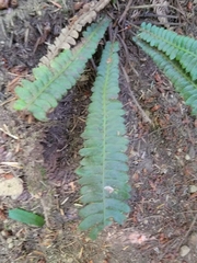 Struthiopteris spicant
