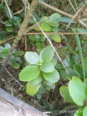 Kalanchoe densiflora