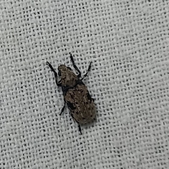 Euparius
