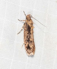 Erythrobapta haemalea