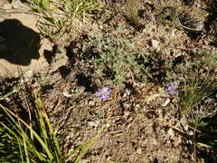 Lupinus breweri