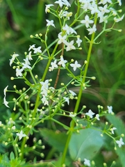 Galium album