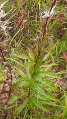Chamaenerion angustifolium