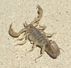 Paravaejovis spinigerus