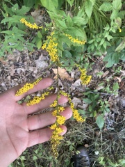 Solidago ulmifolia