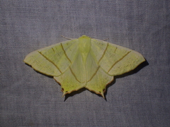Ourapteryx sambucaria