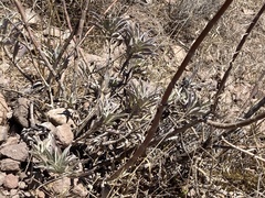 Salvia apiana