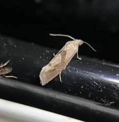 Pelochrista similiana