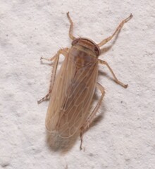 Paramesus major