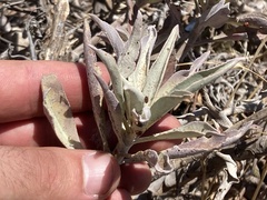 Salvia apiana