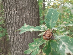 Andricus quercuscalicis