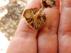 Agrocybe putaminum