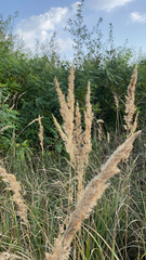 Calamagrostis epigejos