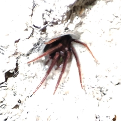 Segestria florentina