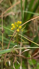 Rorippa palustris