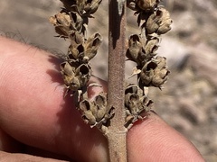 Salvia apiana
