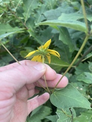 Helianthus divaricatus