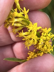 Solidago speciosa