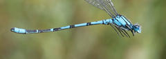 Enallagma annexum