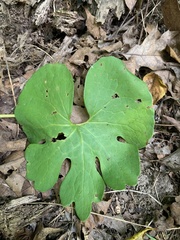 Sanguinaria canadensis