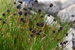 Juncus mertensianus