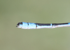 Enallagma annexum