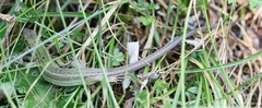 Lacerta bilineata