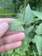 Helianthus divaricatus