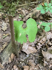 Sanguinaria canadensis