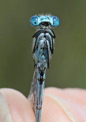 Enallagma annexum