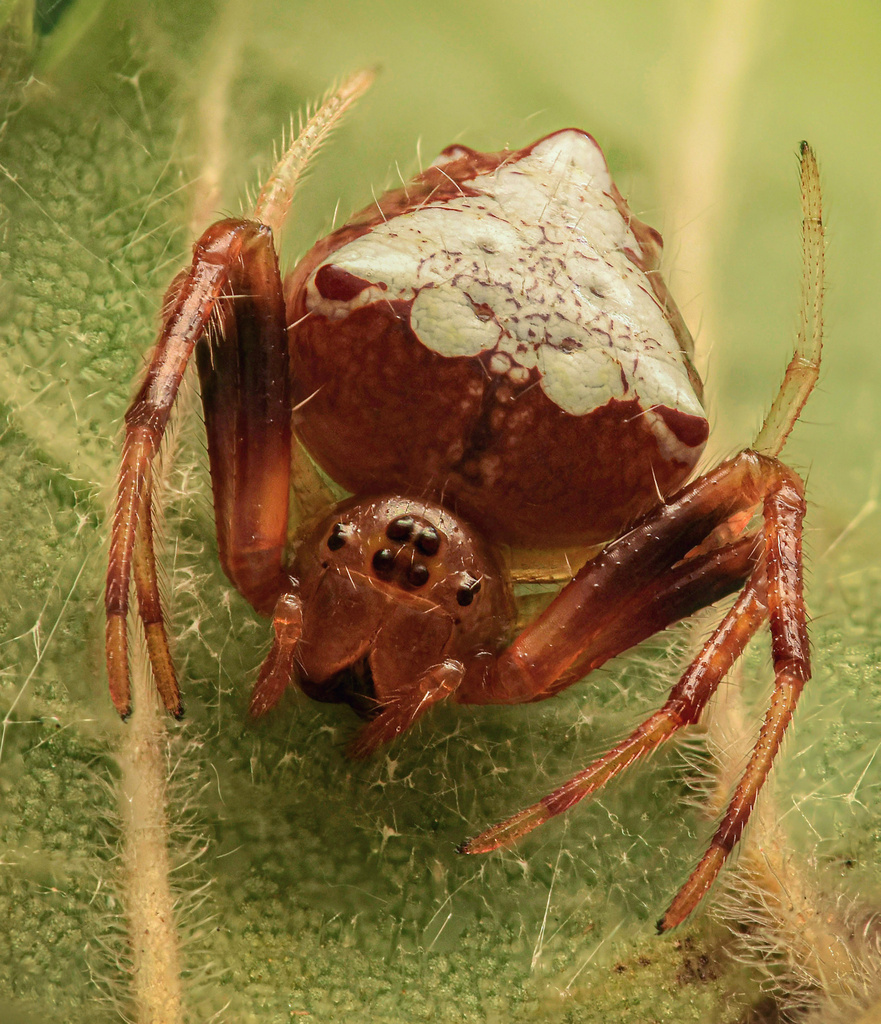 Arrowhead Orbweaver, photo 1 of 10