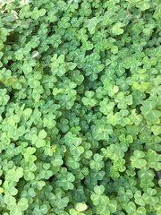 Oxalis