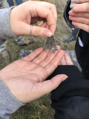 Microtus californicus