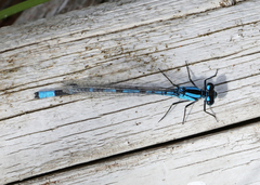 Enallagma annexum