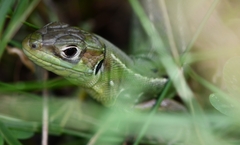 Lacerta bilineata
