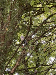 Columba palumbus palumbus