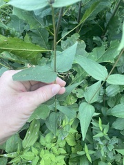 Helianthus divaricatus