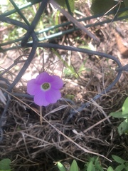 Oxalis drummondii